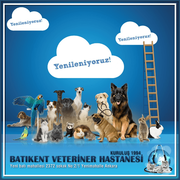 Batikent Veteriner Batikent Veteriner Hastanesi Ankara Veteriner