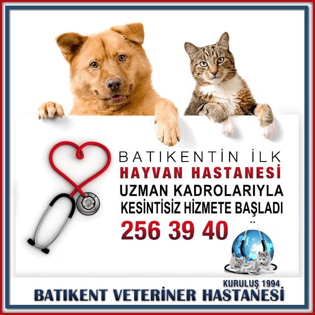 batikent veteriner batikent veteriner hastanesi ankara veteriner