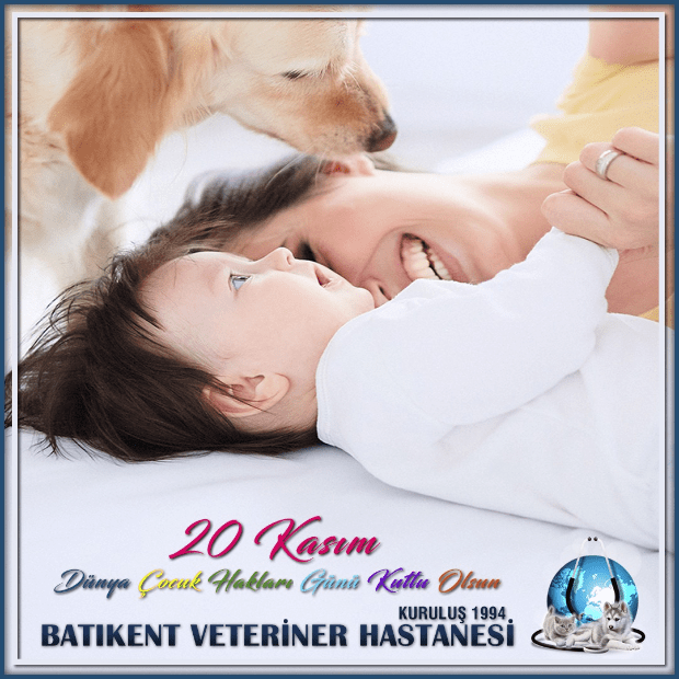 batikent veteriner batikent veteriner hastanesi ankara veteriner