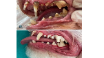 Evcil dostlarımızda diş taşı